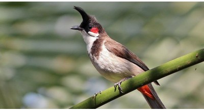 Điểm danh các loại chim cảnh dễ nuôi được yêu thích nhất hiện nay