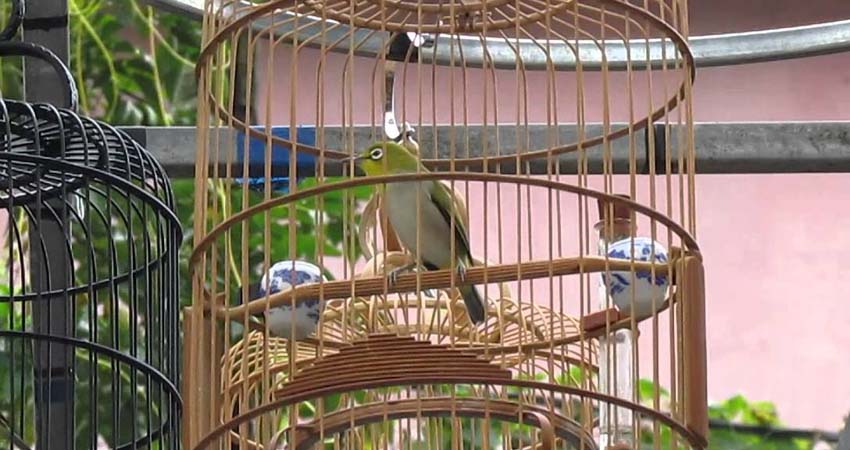Đã mắt với vẻ đẹp của các loài chim vành khuyên Việt Nam